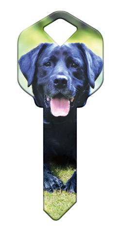 HK59 - Labrador Retriever  happy, key, labrador, lab, retriever, dog, puppy, keys, kw, sc1, wr5