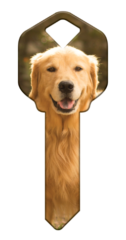 HK61 - Golden Retriever  happy, key, golden, retriever, dog, puppy, keys, kw, sc1, wr5