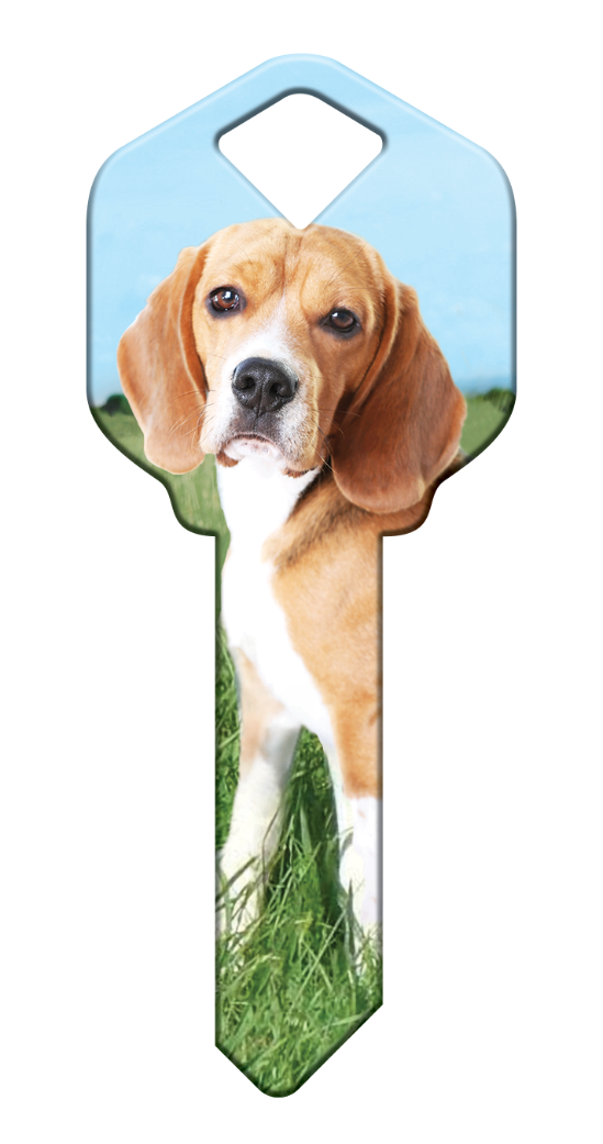 HK63 - Beagle  - HK63