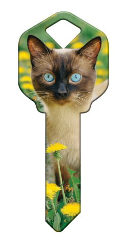 HK64 - Siamese  happy, key, siamese, cat, kitten, paws, keys, kw, sc1, wr5