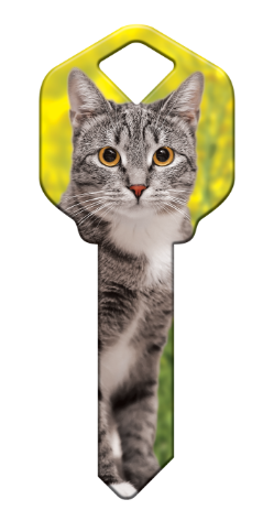 HK65 - Silver Tabby  happy, key, silver, tabby, cat, kitten, paws, keys, kw, sc1, wr5