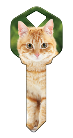 HK66 - Orange Tabby  happy, key, house, orange, tabby, jelly, bean, cat, kitten, paws, keys, kw, sc1, wr5