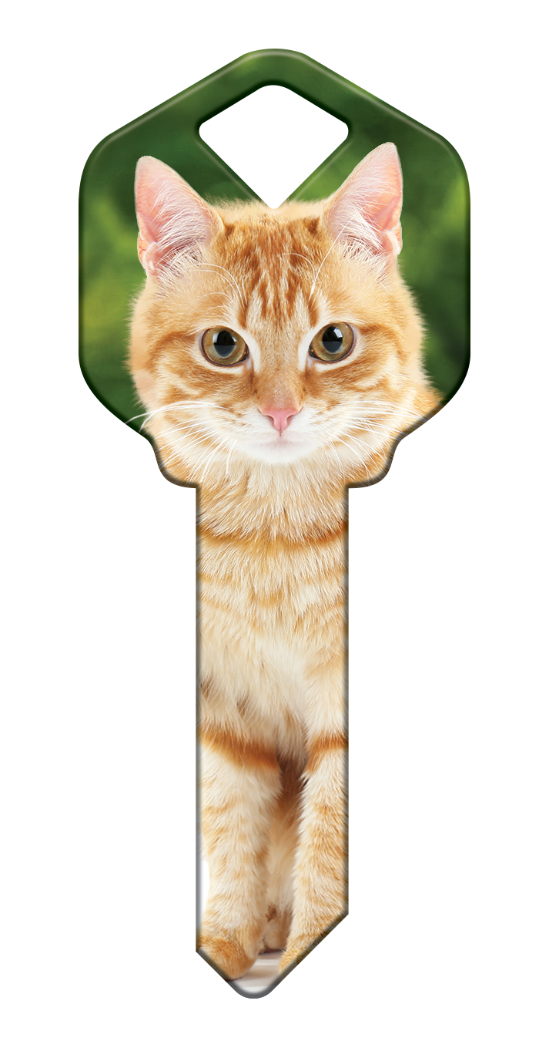 HK66 - Orange Tabby  - HK66