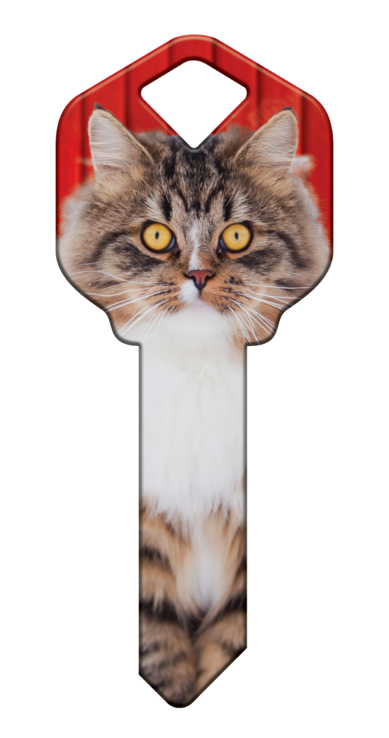 HK67 - Maine Coon  - HK67